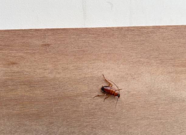 A Cockroach Is Sitting on A Piece of Wood — Newport News, VA — E & R Exterminating Company, Inc.