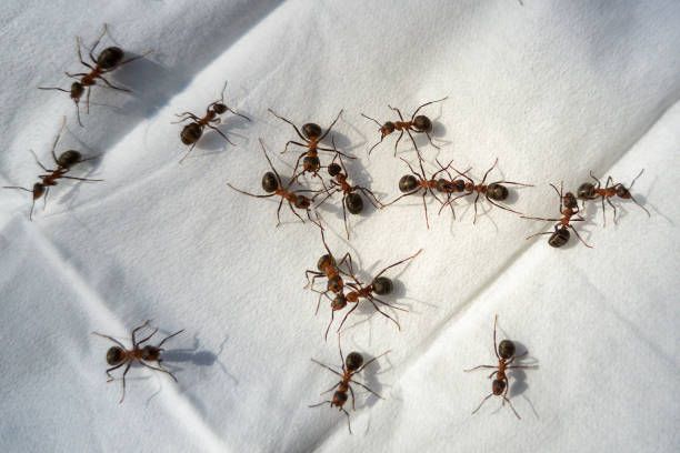 A Bunch of Ants Are Crawling on A White Cloth — Newport News, VA — E & R Exterminating Company, Inc.