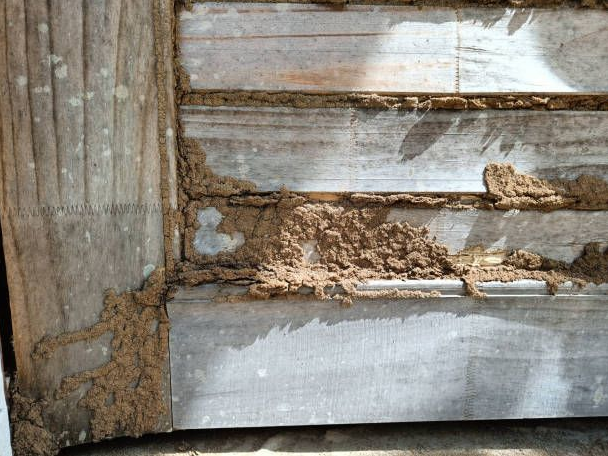 The wooden door had been damaged by termites The wooden door had been damaged by termites