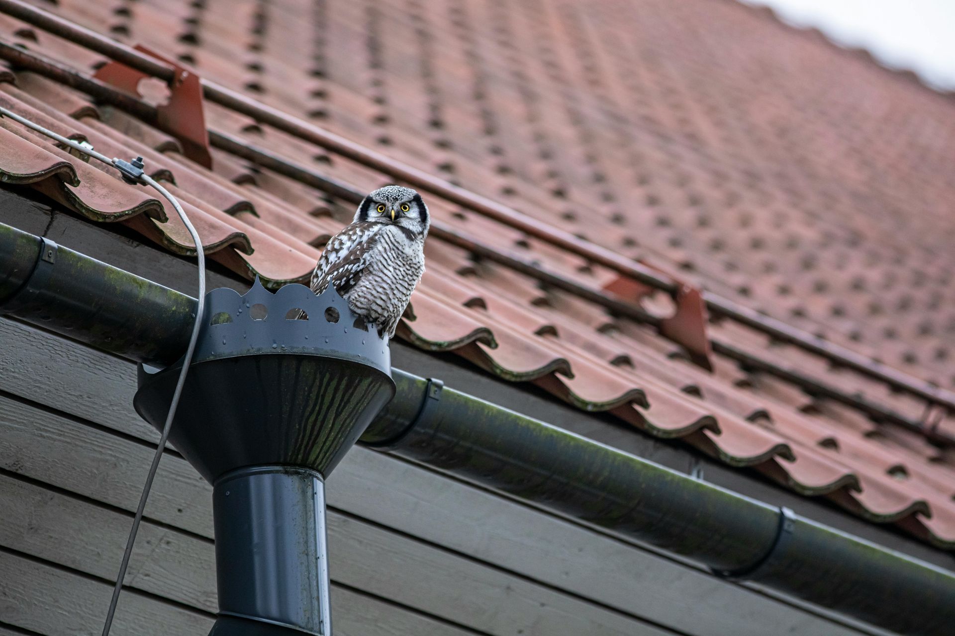 An owl is perched on a gutter on the roof of a house.