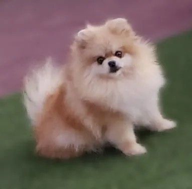 Female Pomeranian