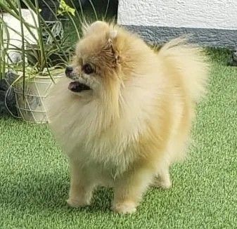 Female Pomeranian