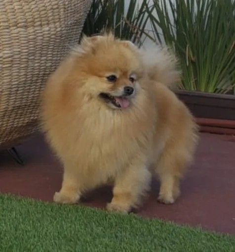 Female Pomeranian