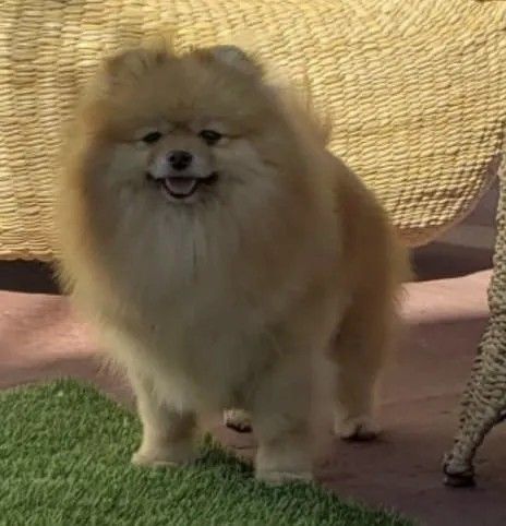 Female Pomeranian