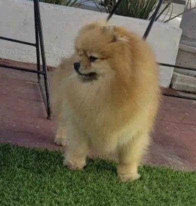 Female Pomeranian