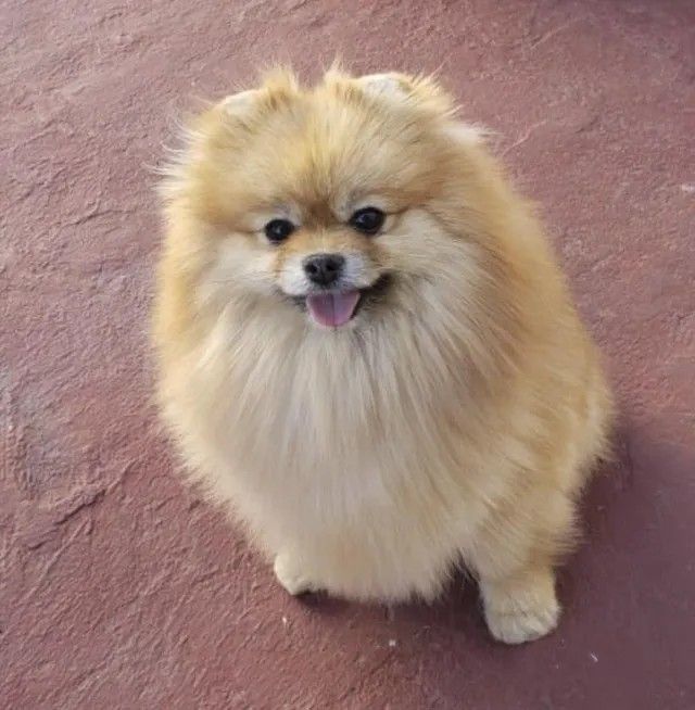 Female Pomeranian