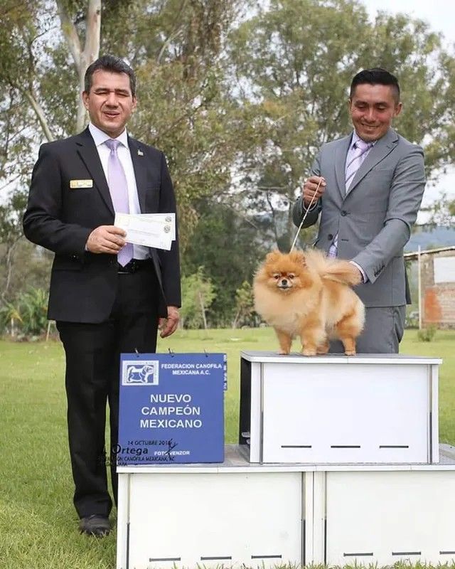 Female Pomeranian