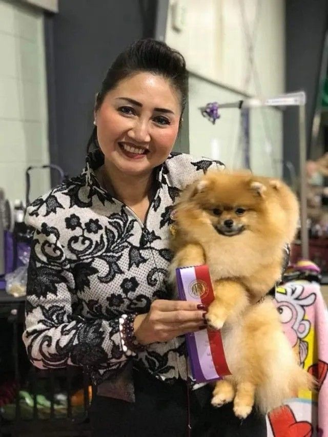 Female Pomeranian