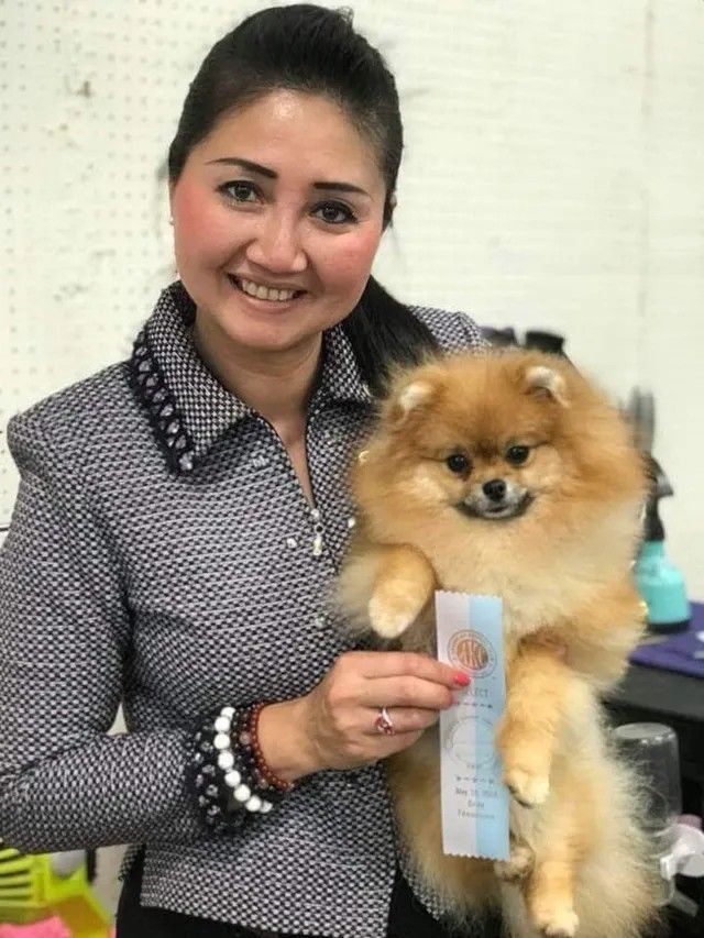Female Pomeranian