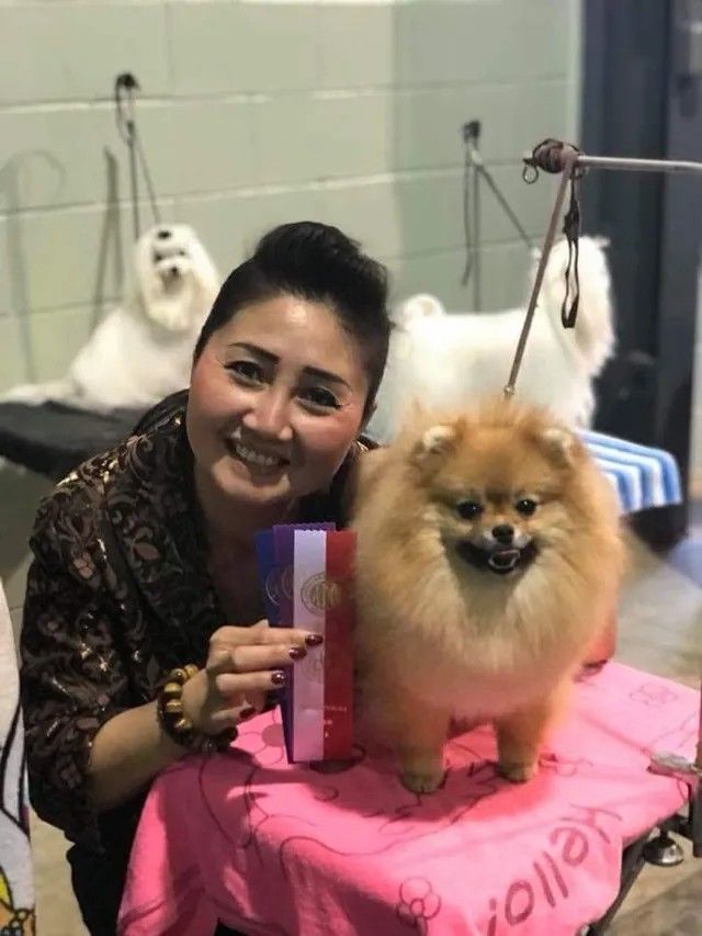 Female Pomeranian