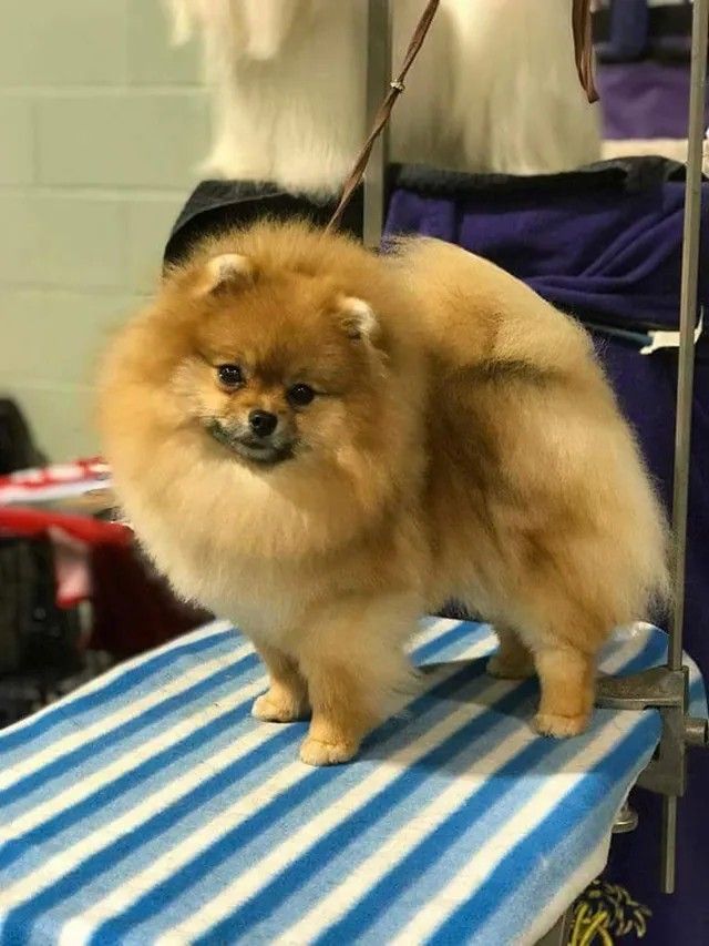 Female Pomeranian