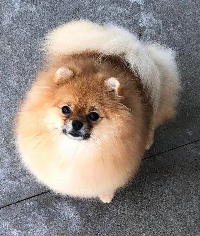 Female Pomeranian