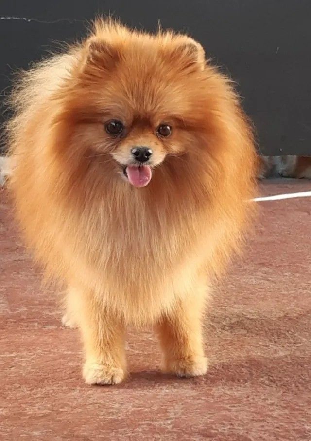 Female Pomeranian