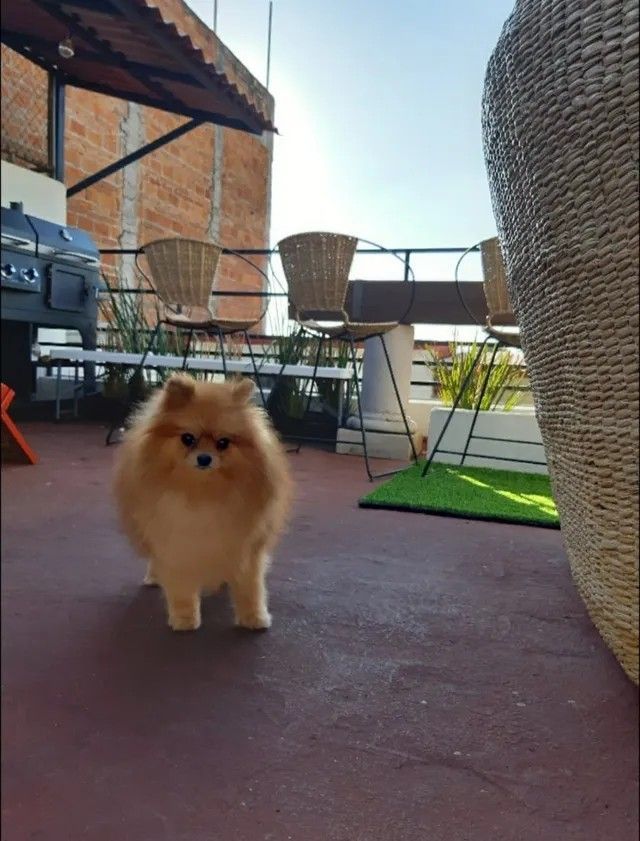 Female Pomeranian