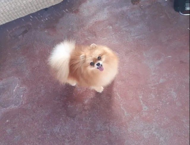 Female Pomeranian