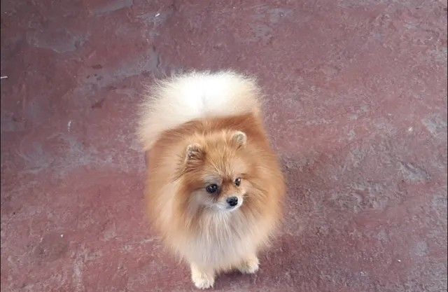 Female Pomeranian