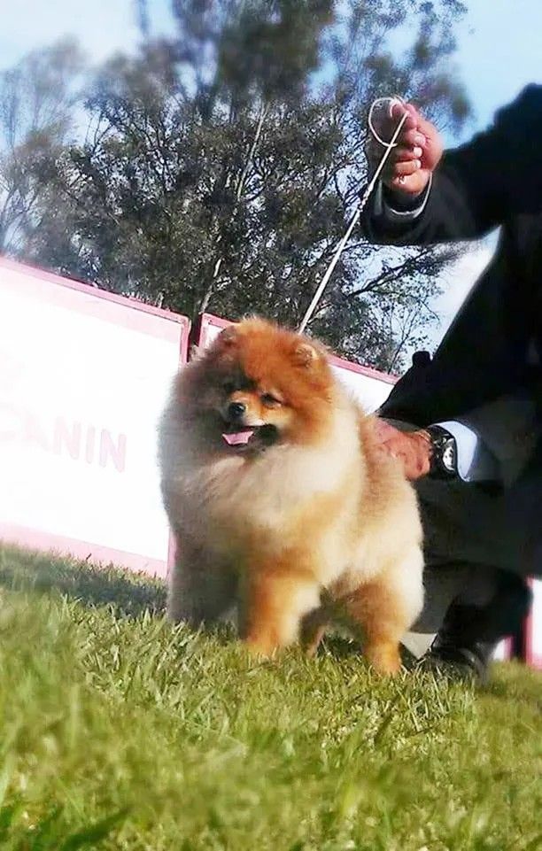 Female Pomeranian