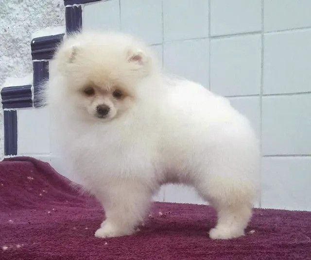 Female Pomeranian