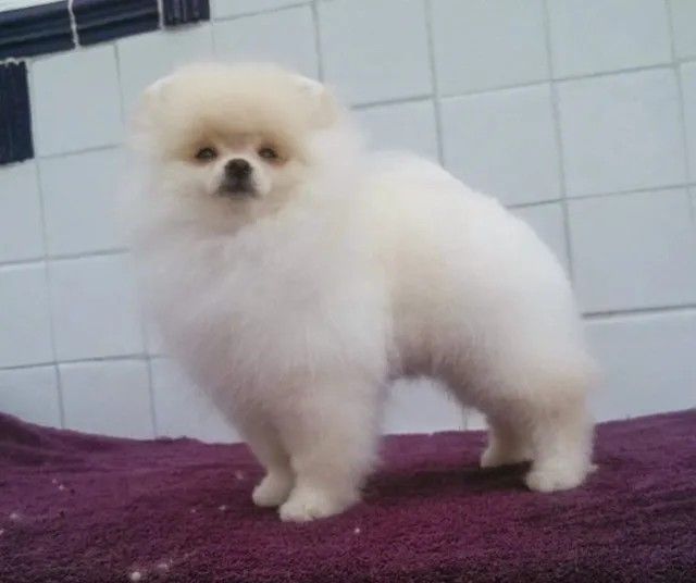 Female Pomeranian