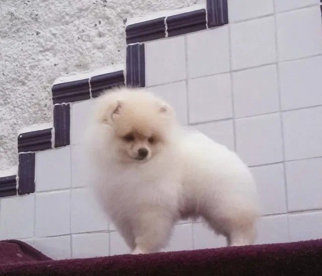 Female Pomeranian