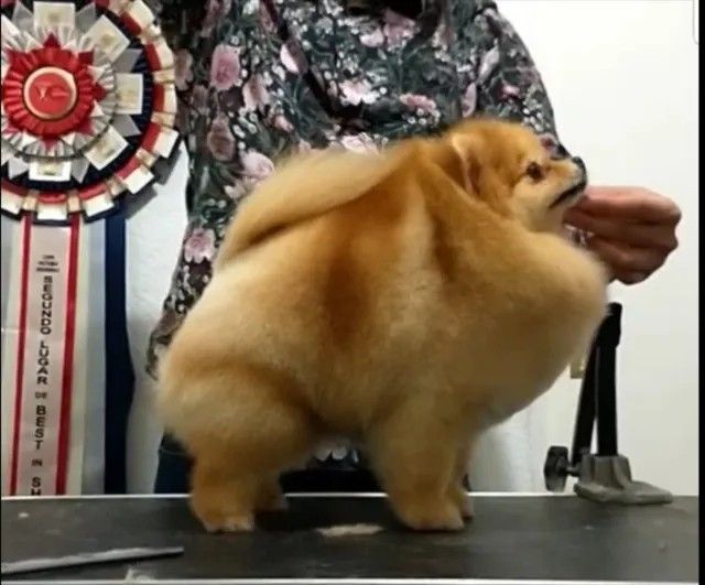 Female Pomeranian