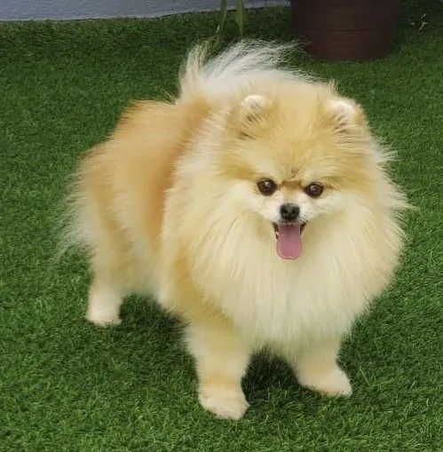 Female Pomeranian