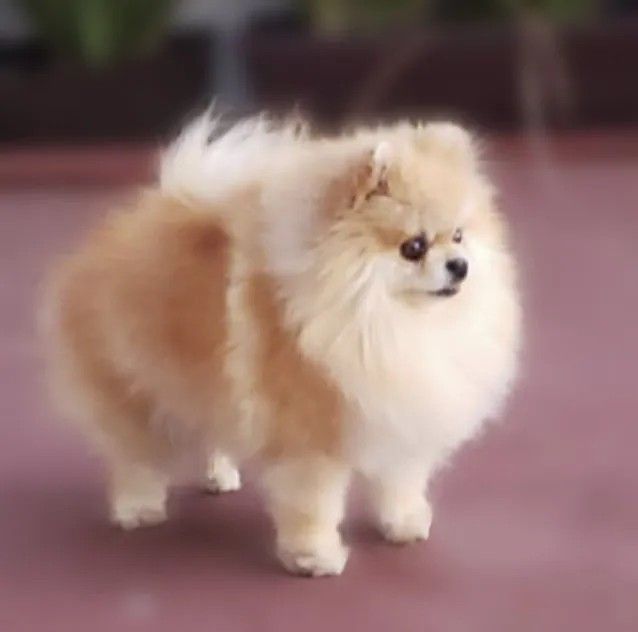 Female Pomeranian