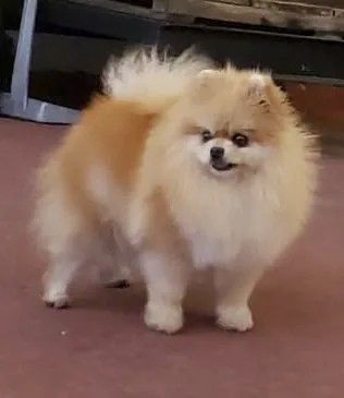 Female Pomeranian