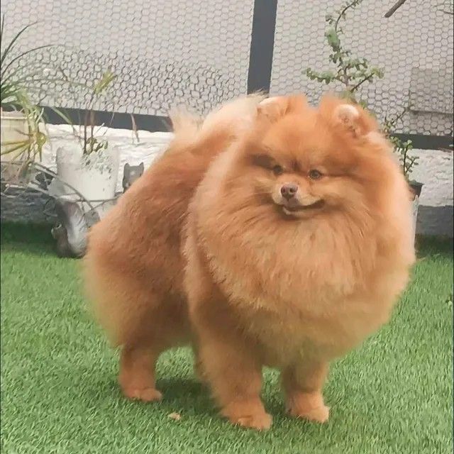 Male Pomeranian