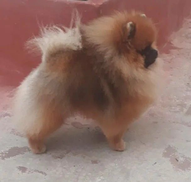 Male Pomeranian