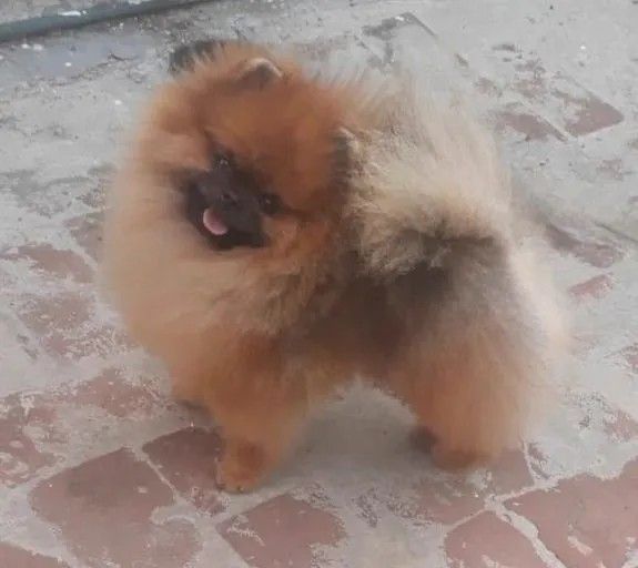 Male Pomeranian