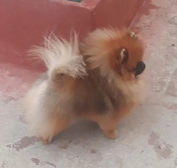 Male Pomeranian
