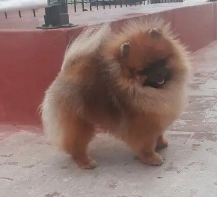 Male Pomeranian