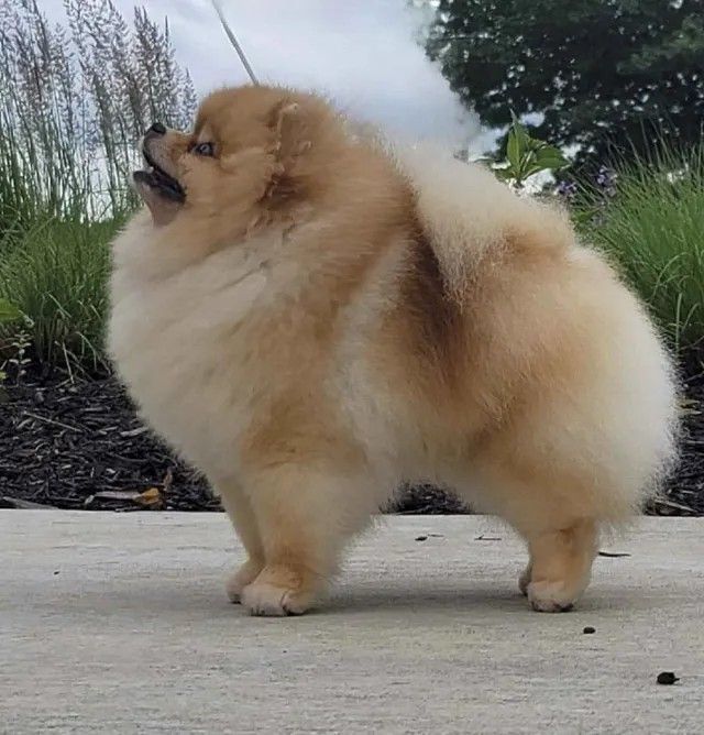 Male Pomeranian