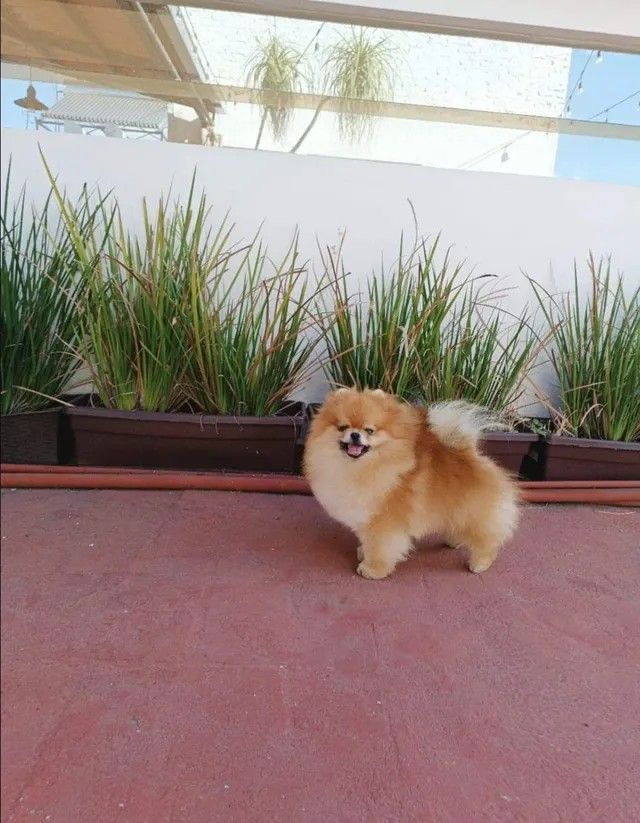 Male Pomeranian