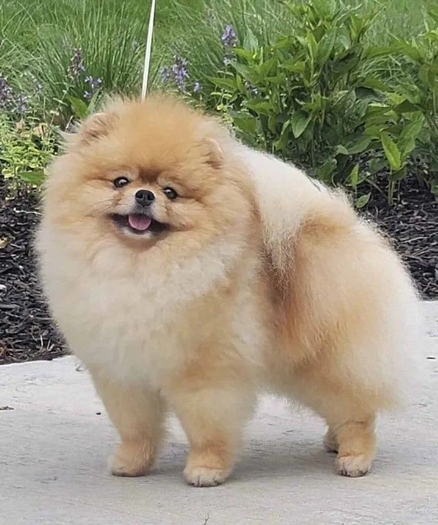 Male Pomeranian