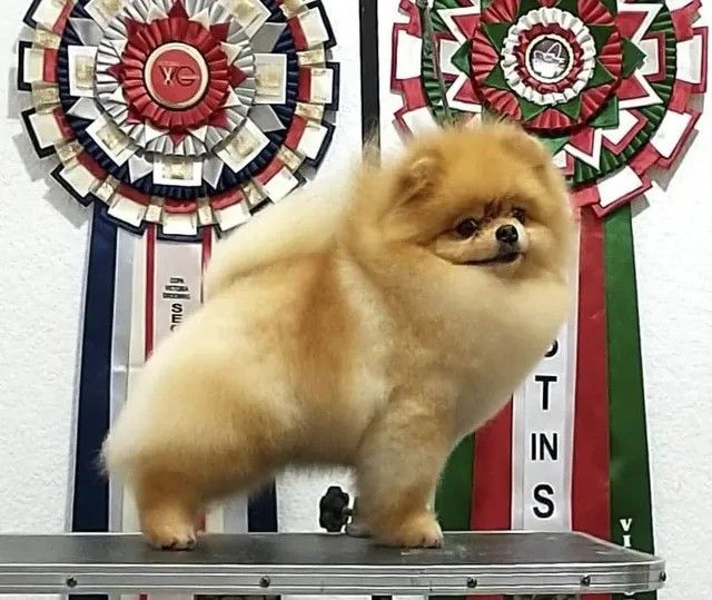 Male Pomeranian