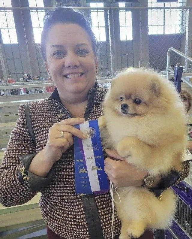 Male Pomeranian