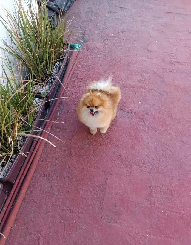 Male Pomeranian