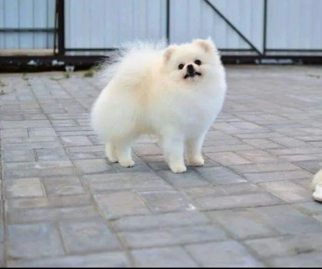Male Pomeranian