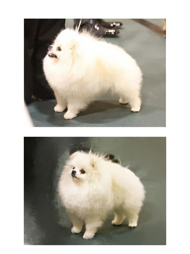 Male Pomeranian