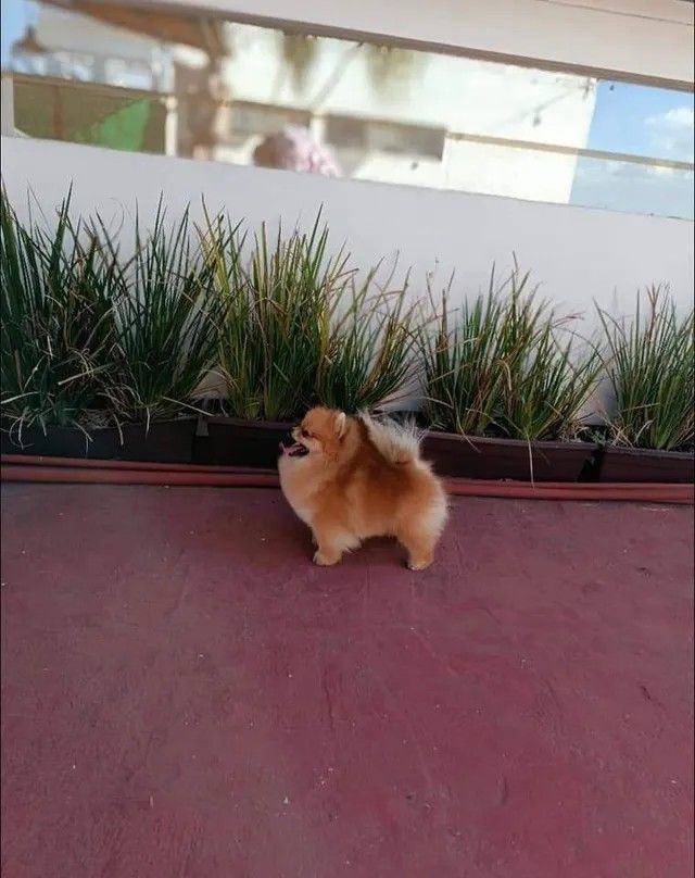 Male Pomeranian