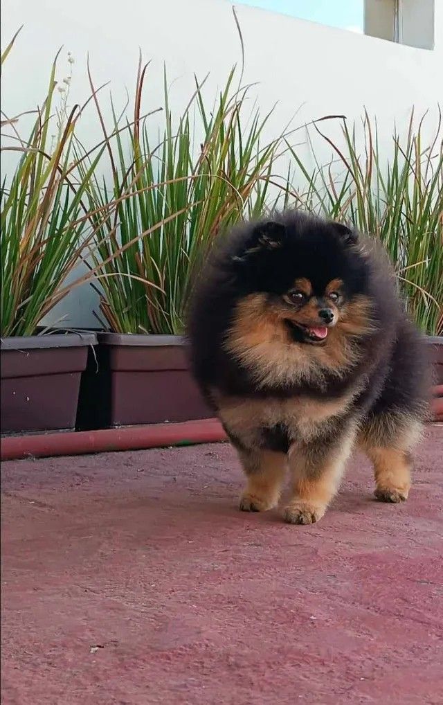 Male Pomeranian
