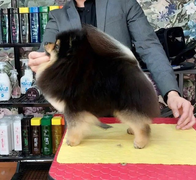 Male Pomeranian