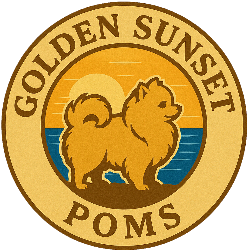 Puppy Pomeranian for sale