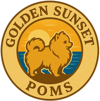 Puppy Pomeranian for sale