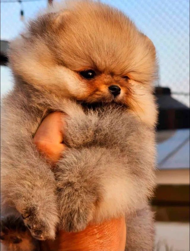 Pomeranian Puppy for sale in Wyoming pic