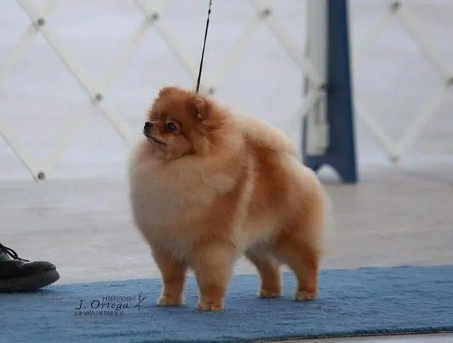 Pomeranian Puppy for sale
