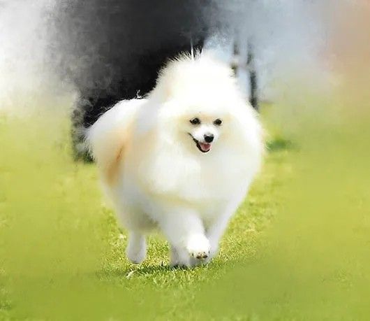 Pomeranian Puppy for sale