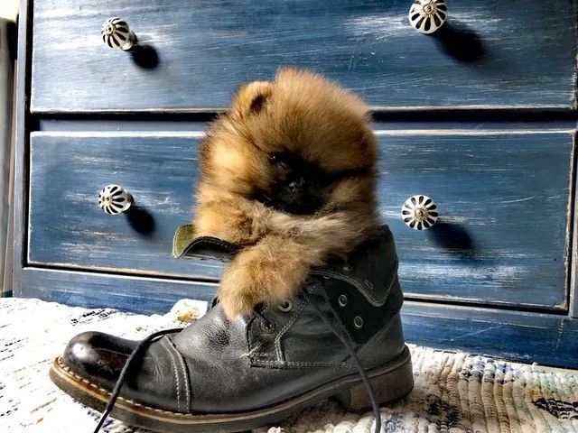 Pomeranian Puppy for sale
